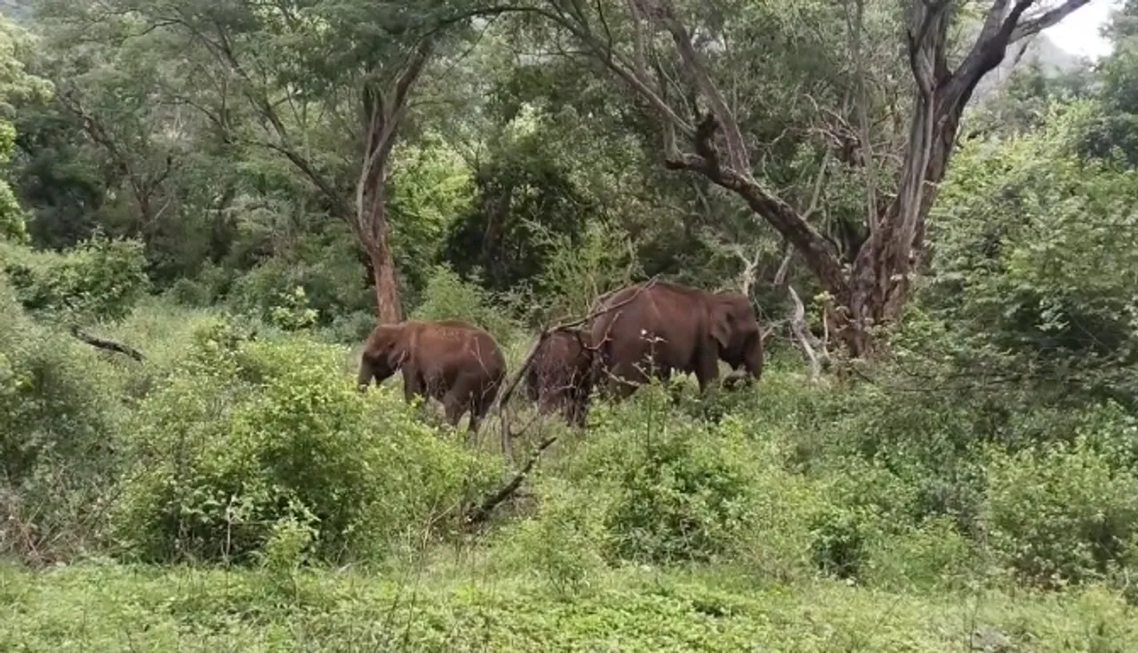 Coimbatore wild elephant