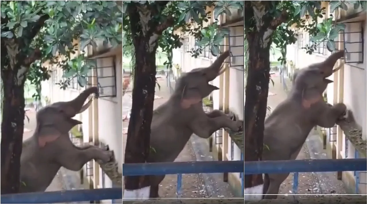 pachyderms jump