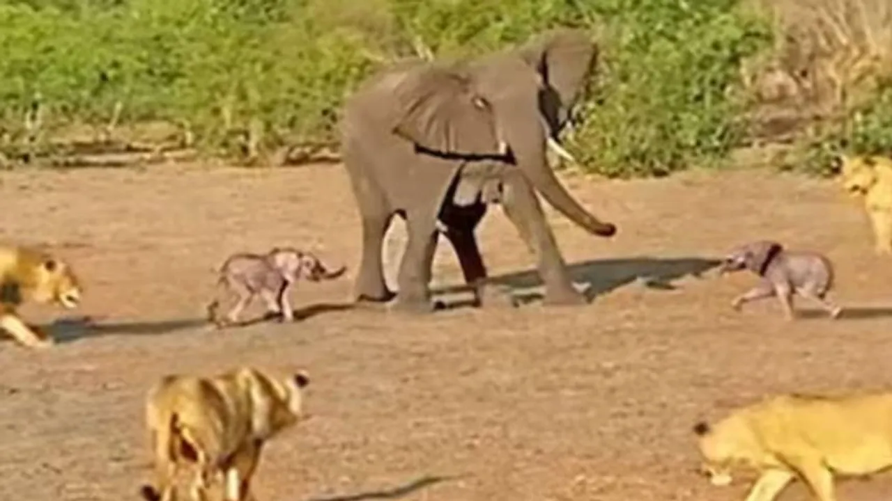 Elephant attack