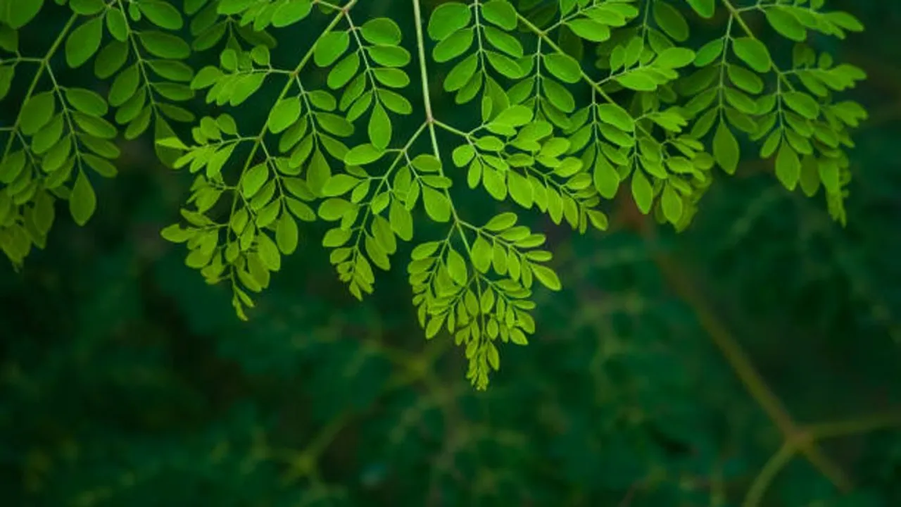 moringa leaves