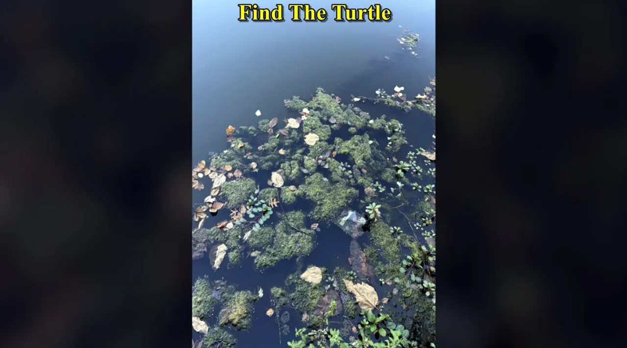 turtle pond 1