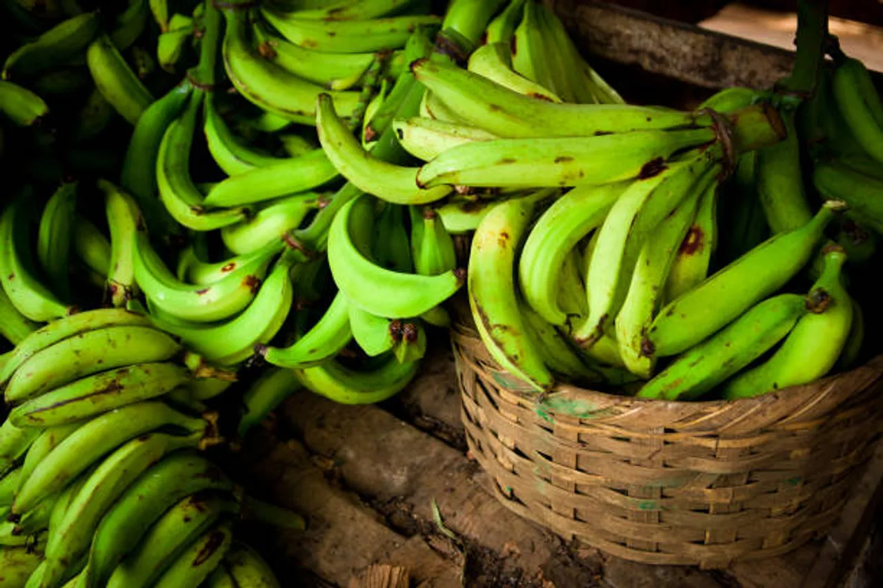 plantain