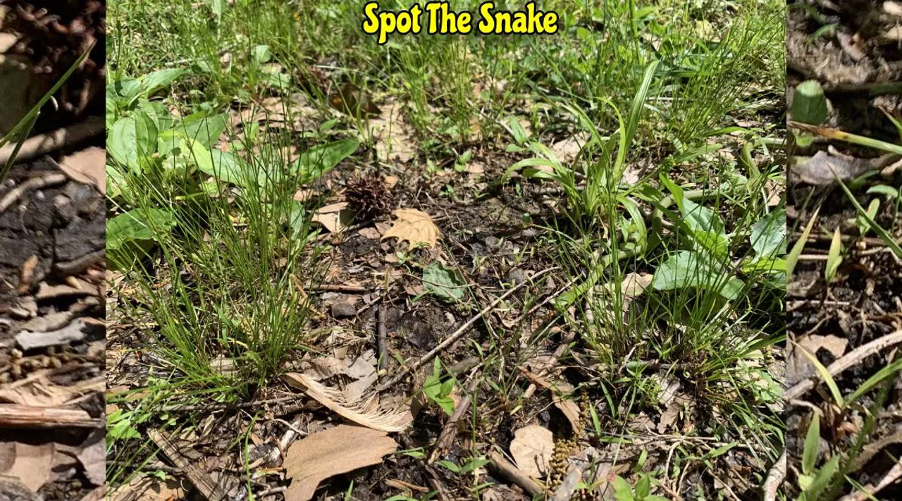 A Snake 1 