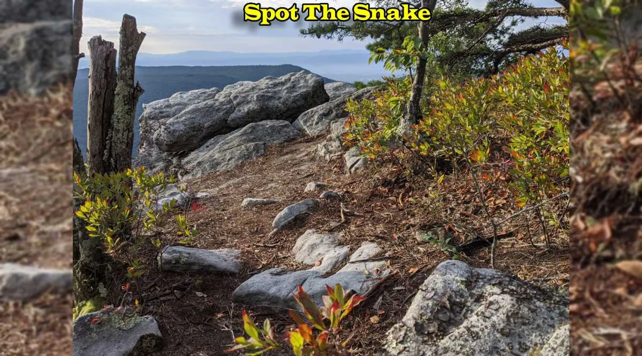 A Snake 1