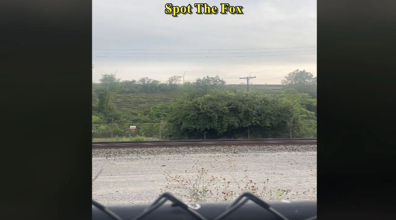 fox