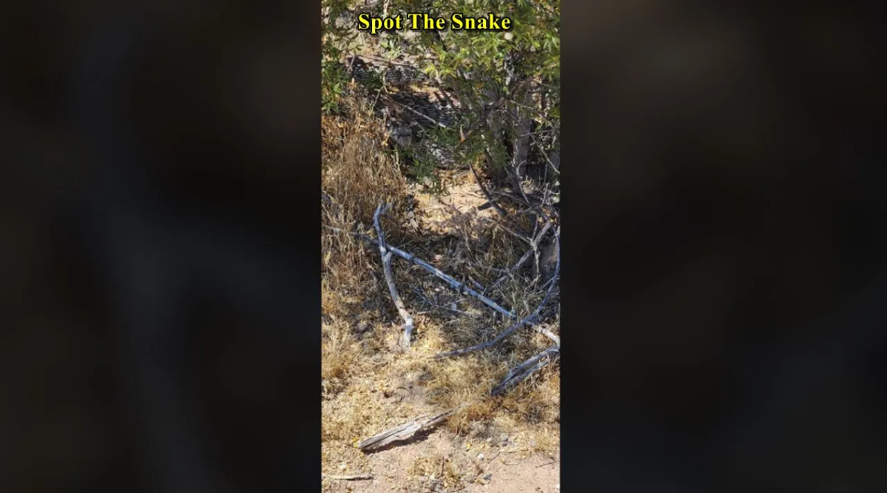 Find Snake 3