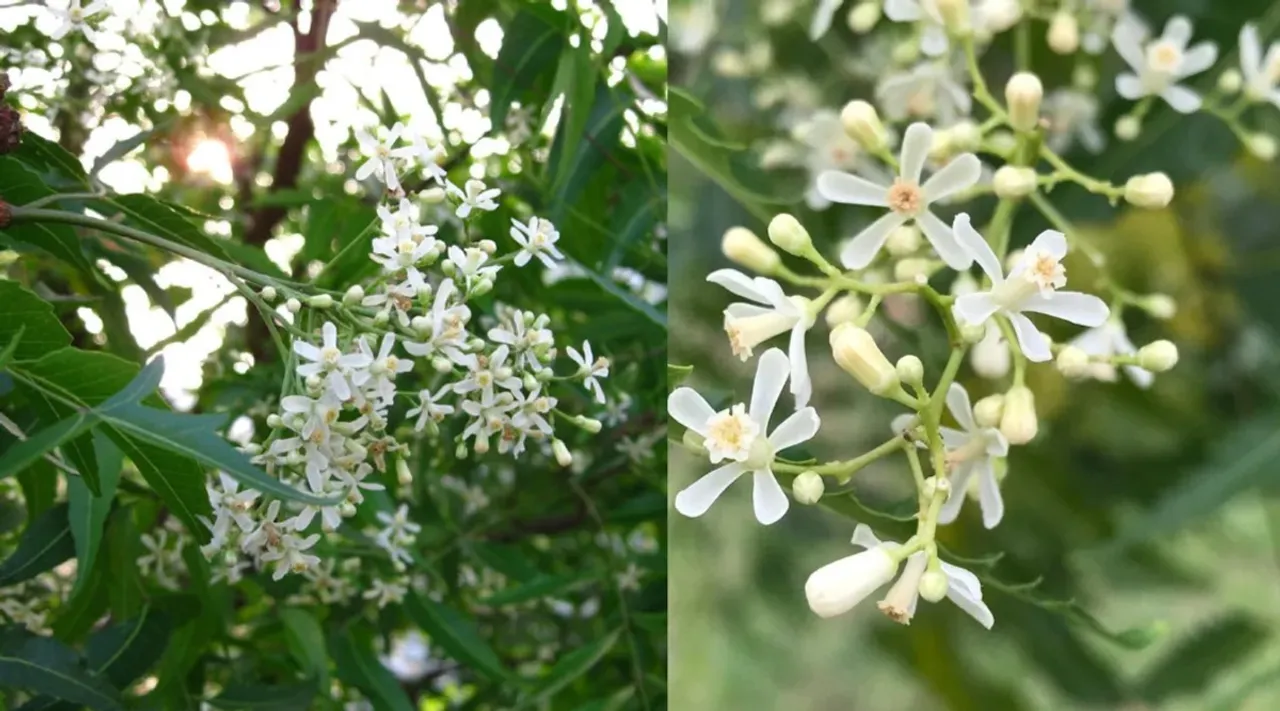 neem flower for weight loss in tamil 