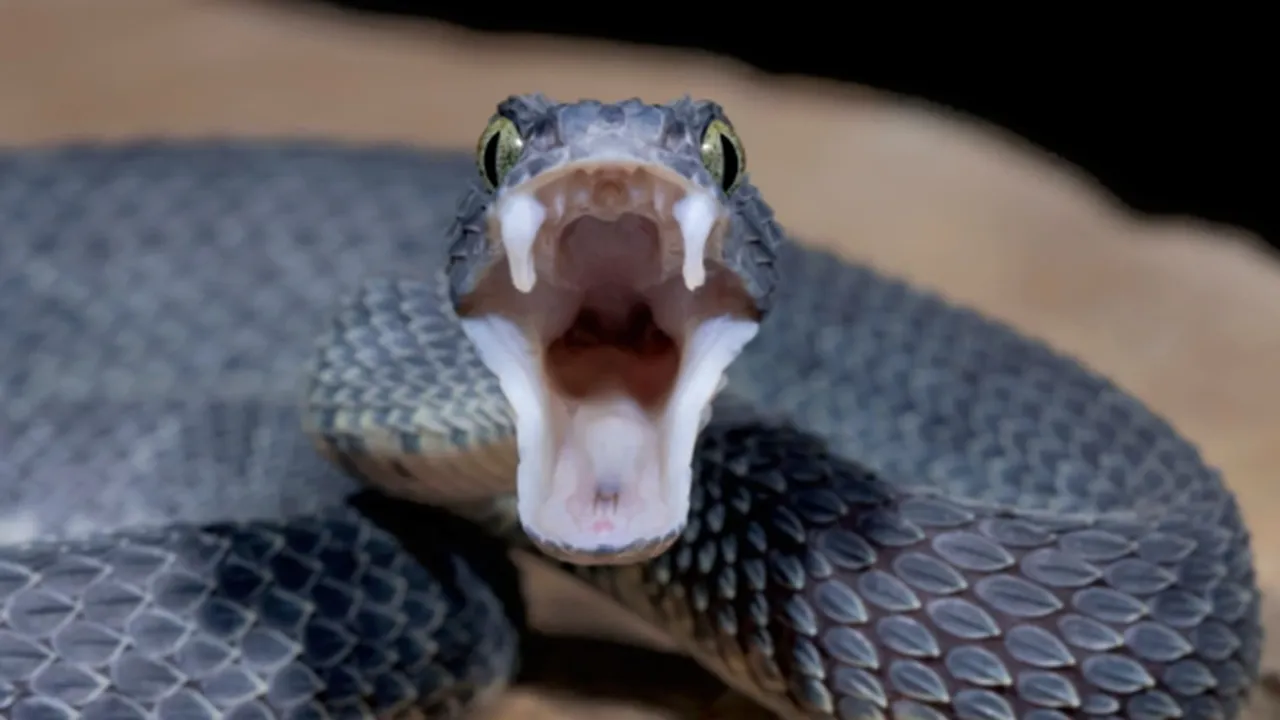 Do you know snakes favorite plants