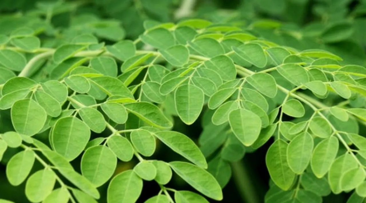 Moringa leaf
