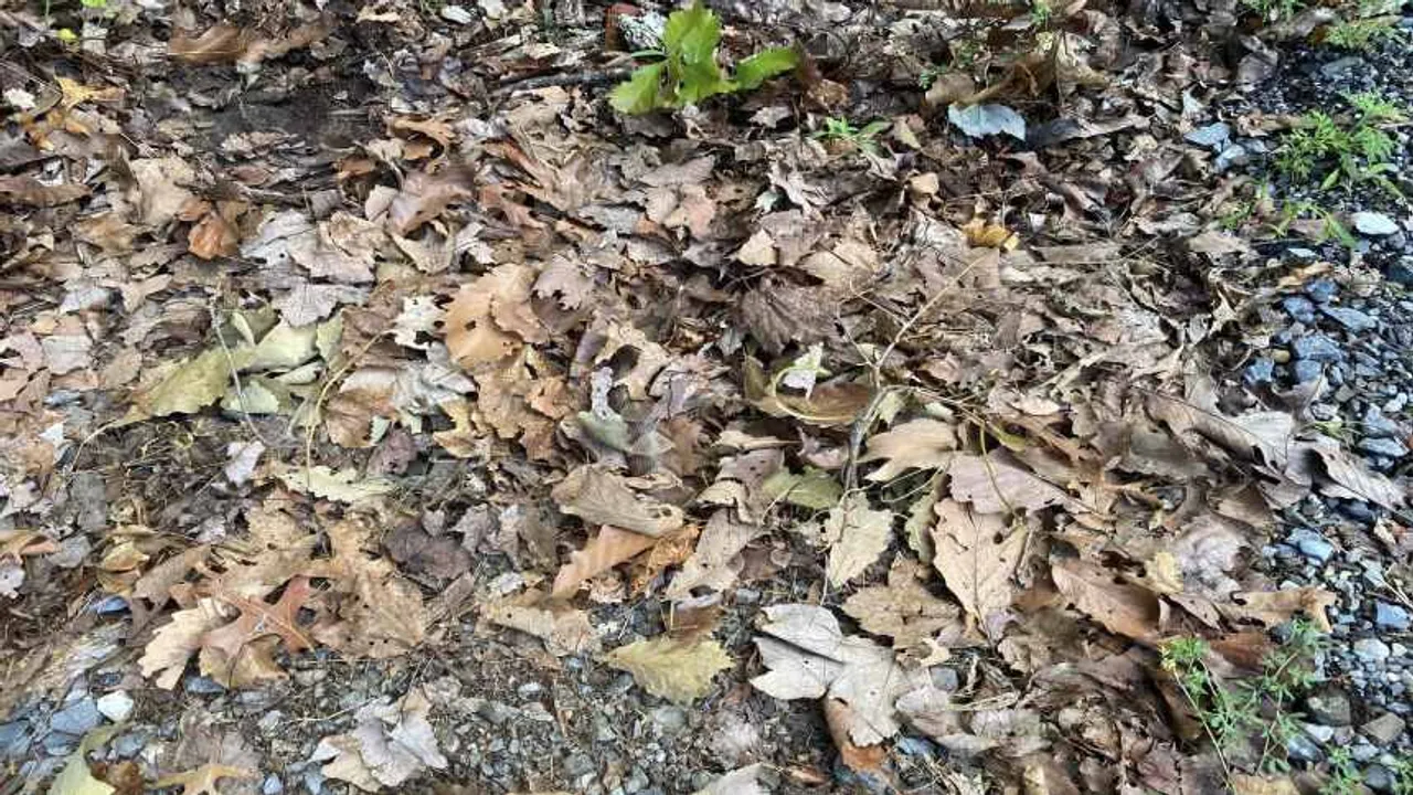 spot the snake