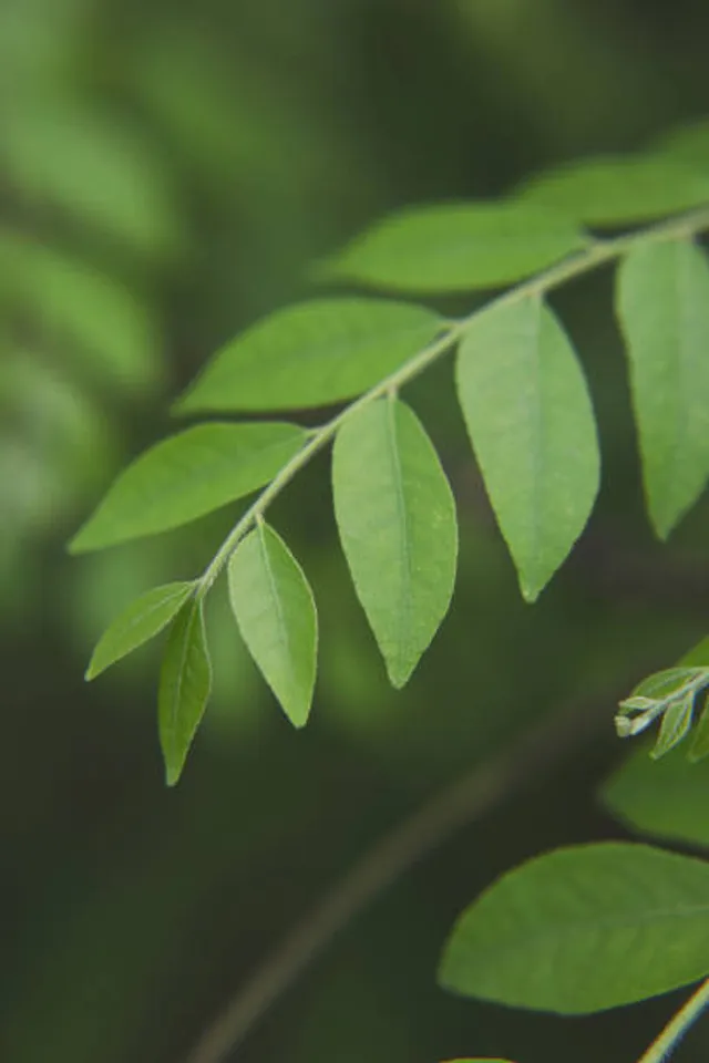 curry leaves