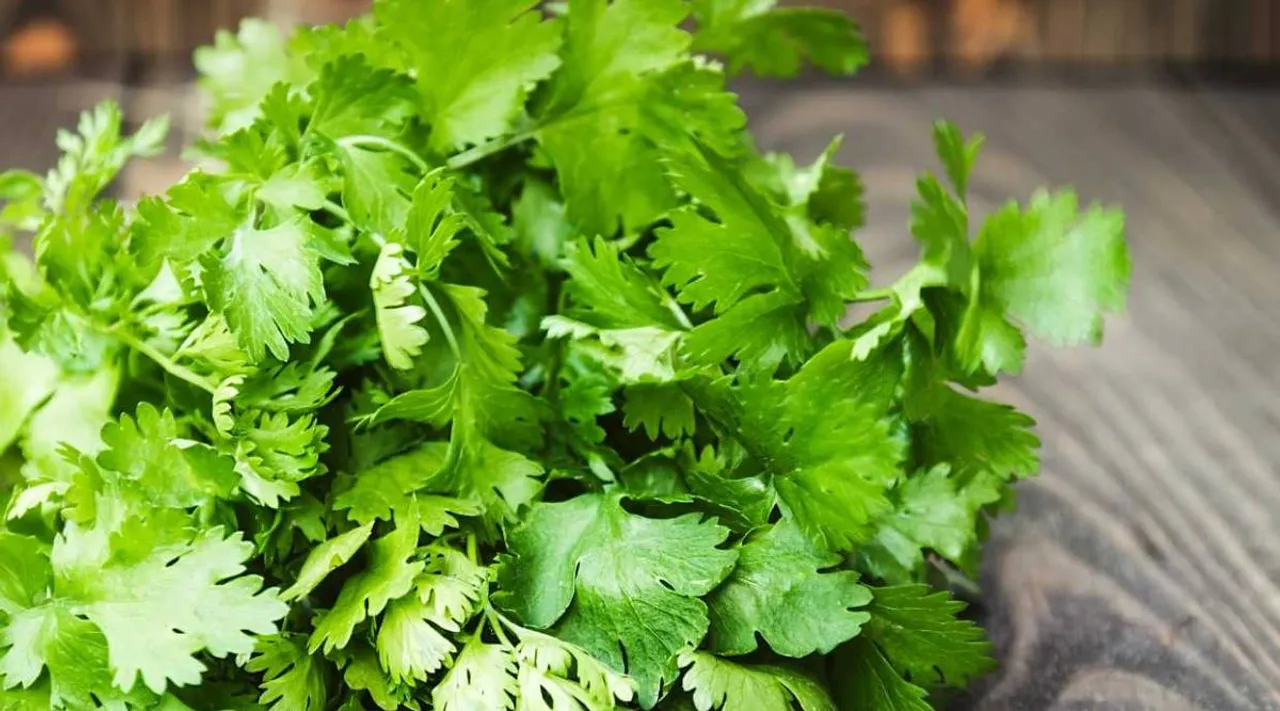 Coriander leaves benefits.jpg