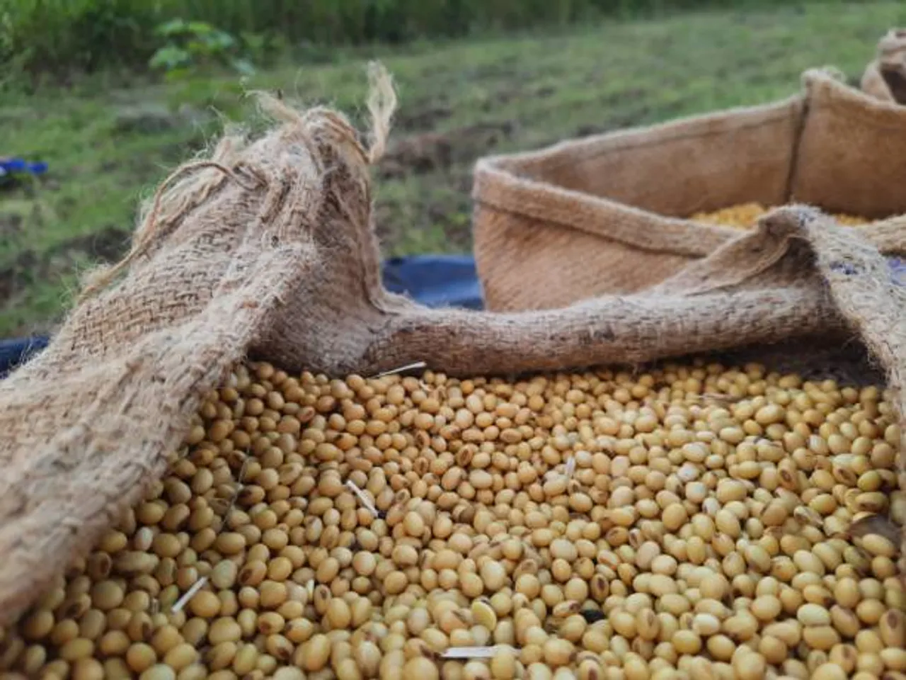 soy beans