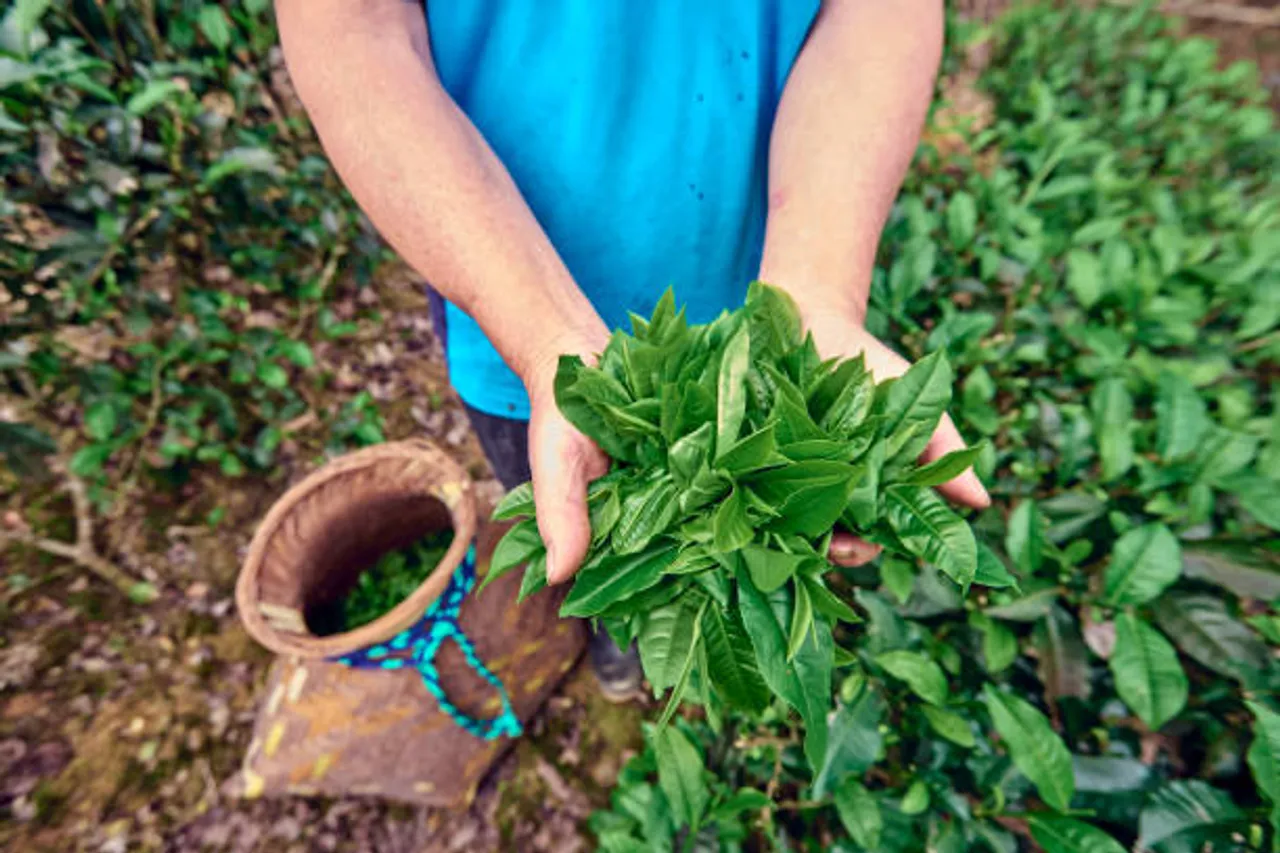 oolong tea