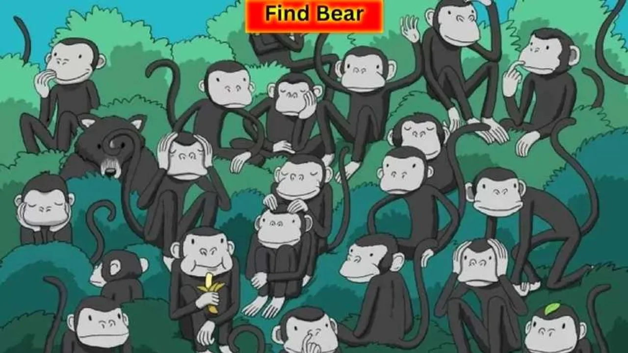 Bear 1