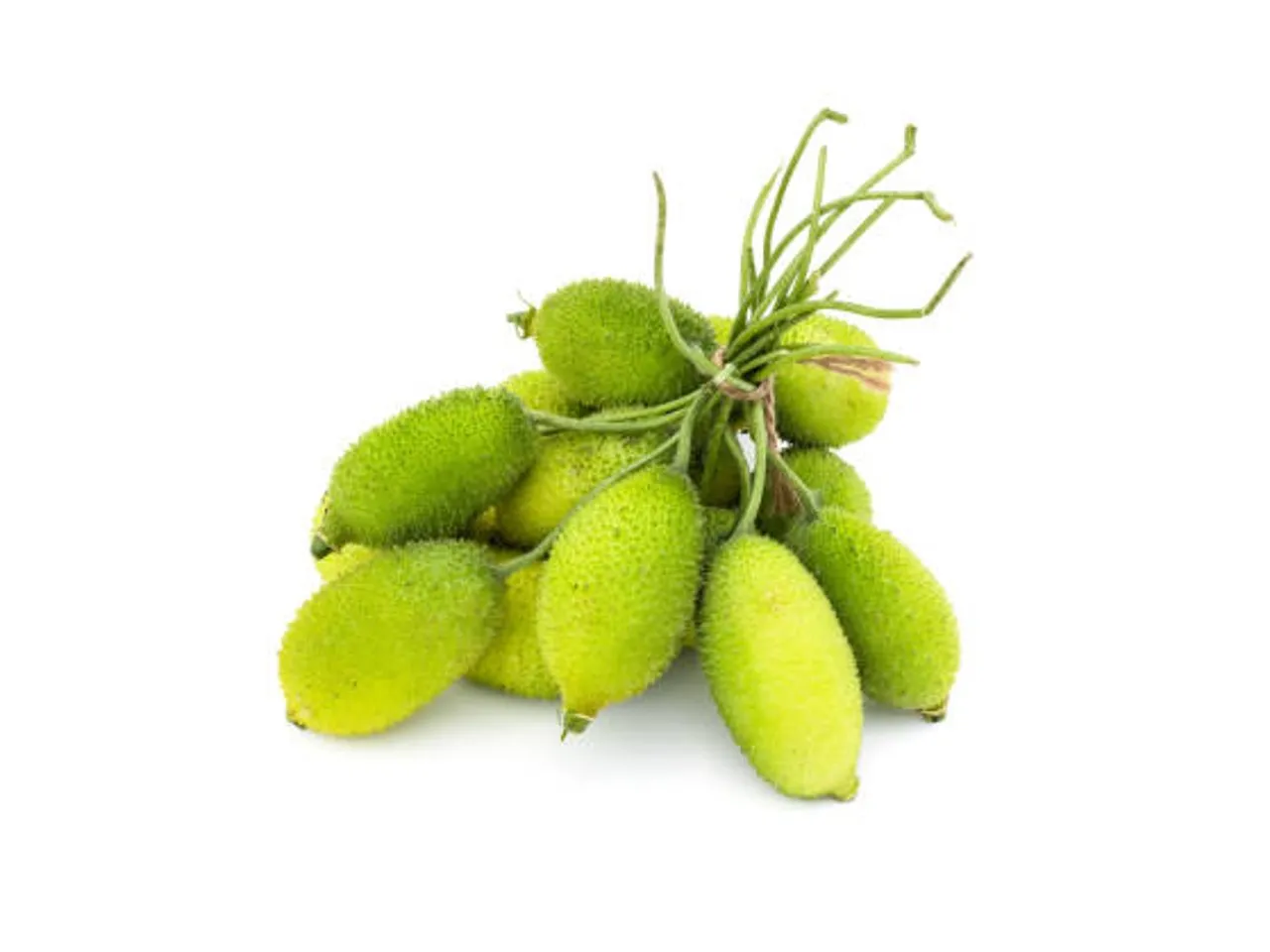kantola