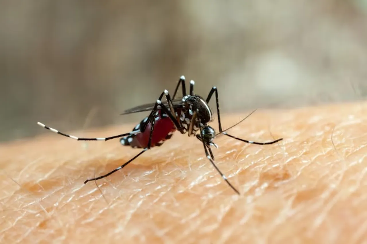Dengue Symptoms 