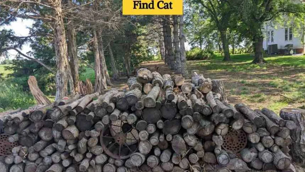 cat 1
