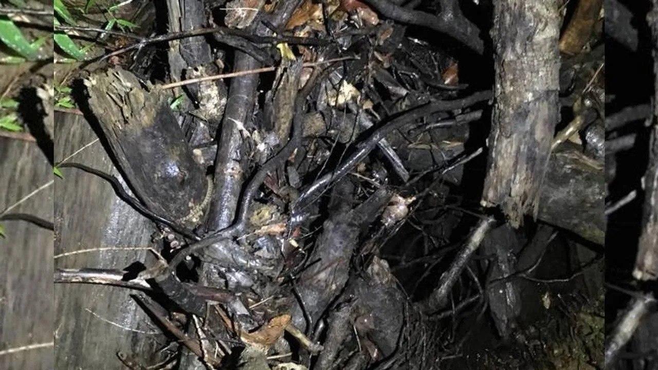 Spot the Snake I