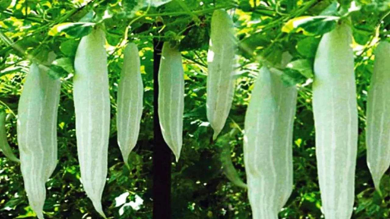 Snake Gourd 1