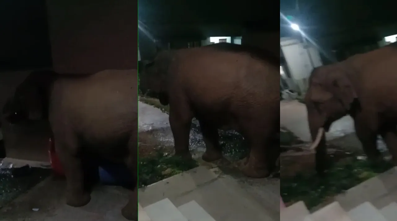 Elephant Coimbator