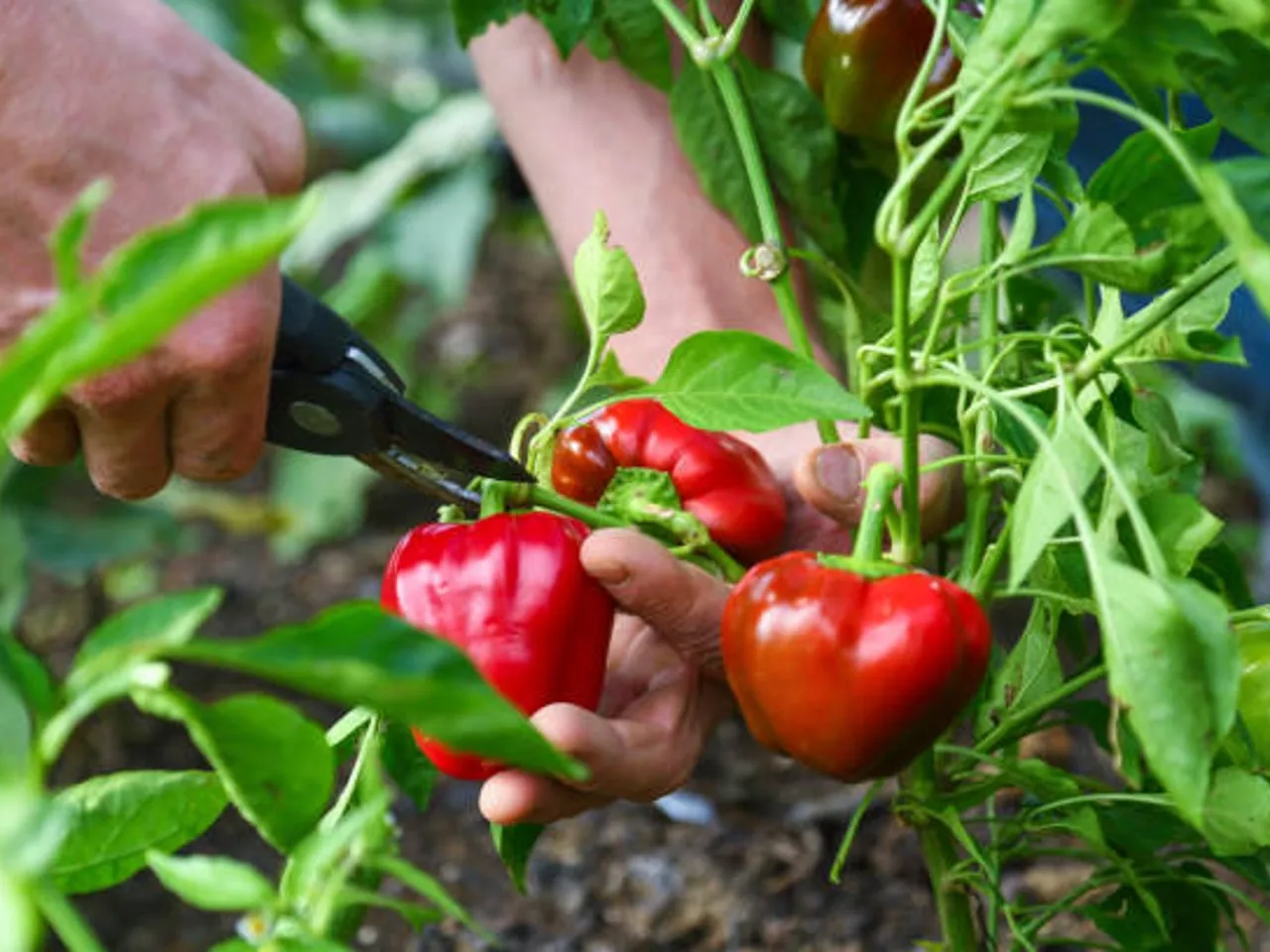 capsicum