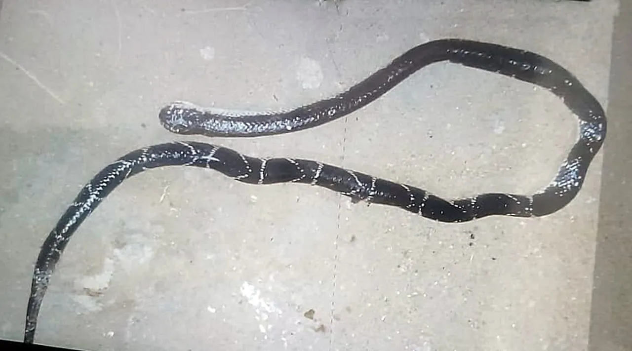 snake bite in pollachi