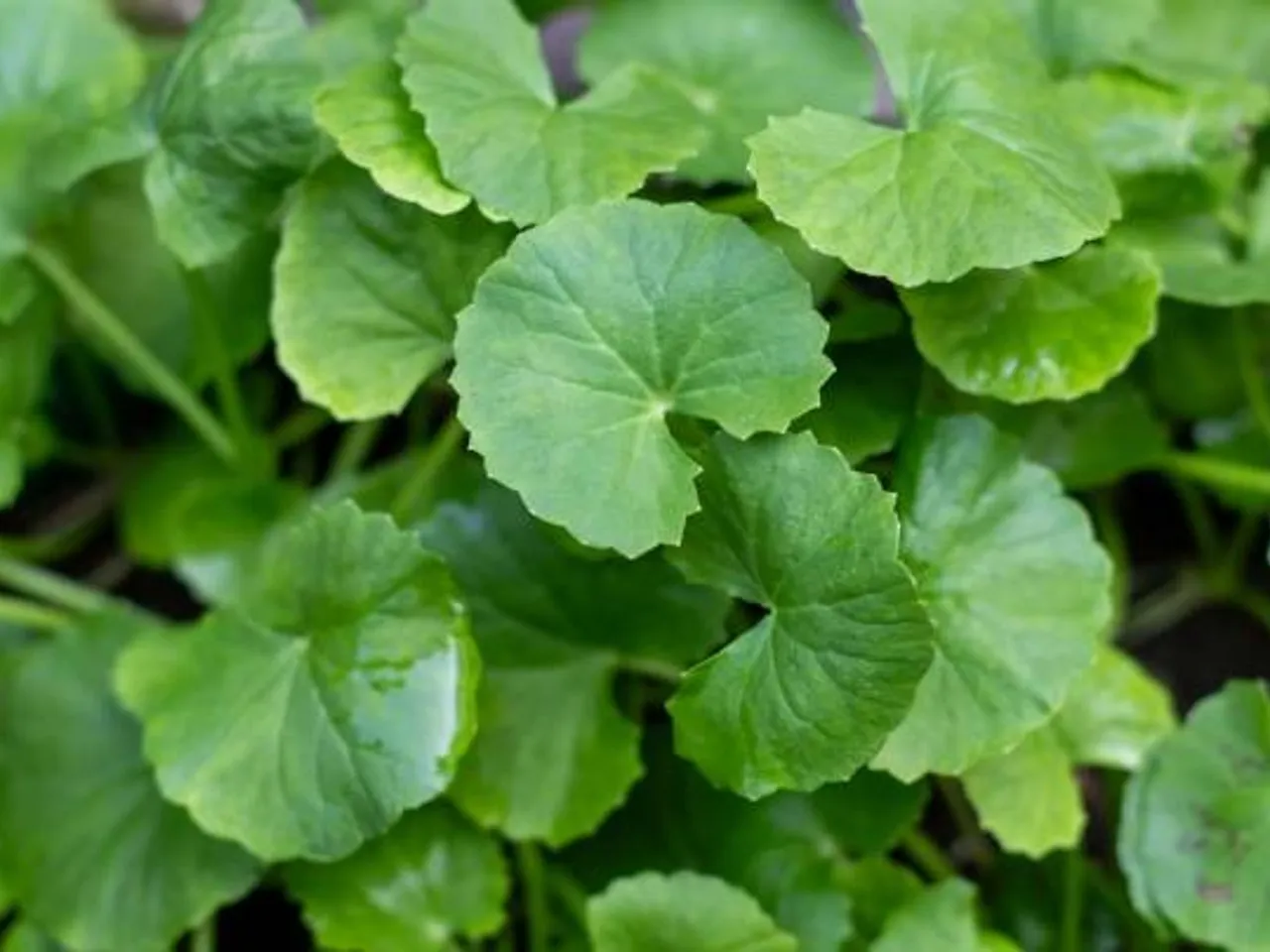 brahmi