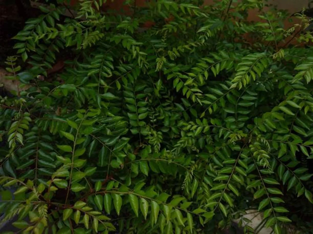 curry leaves