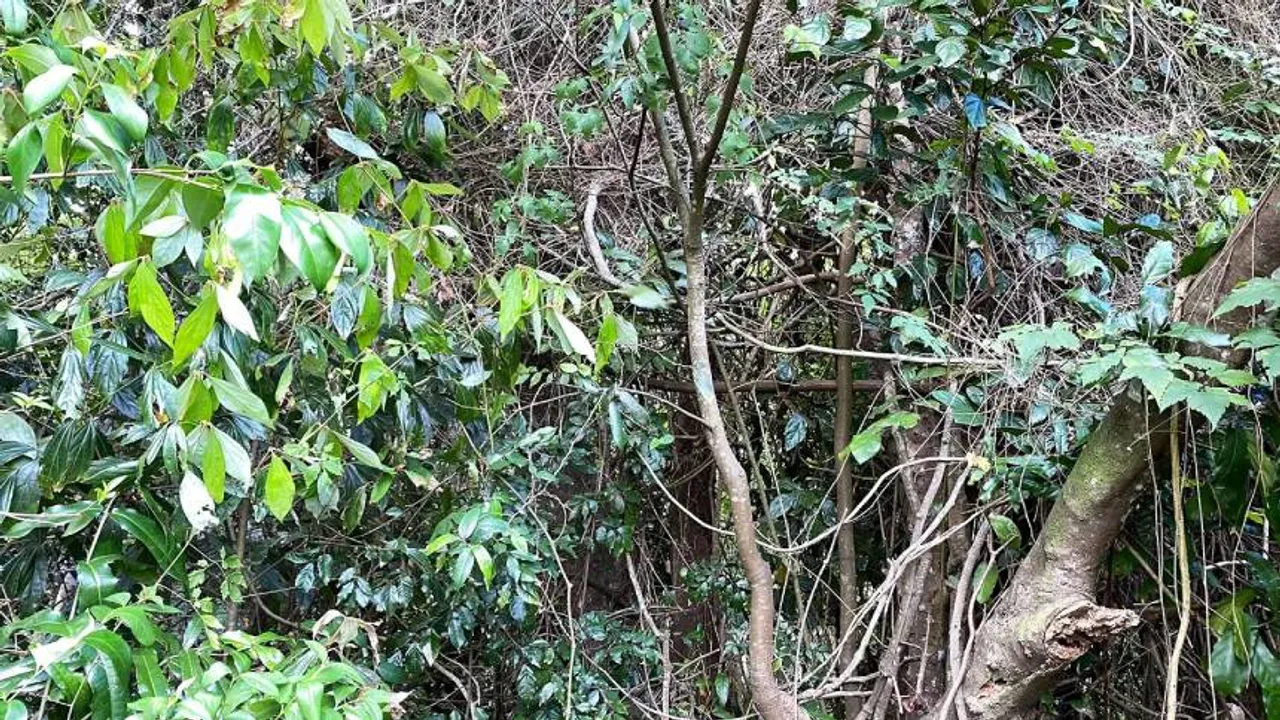 Snake I
