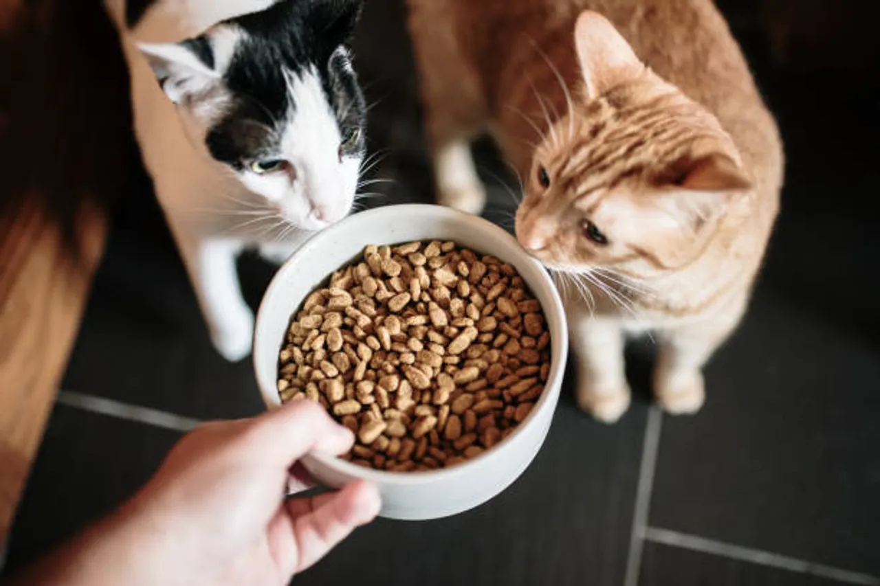pets