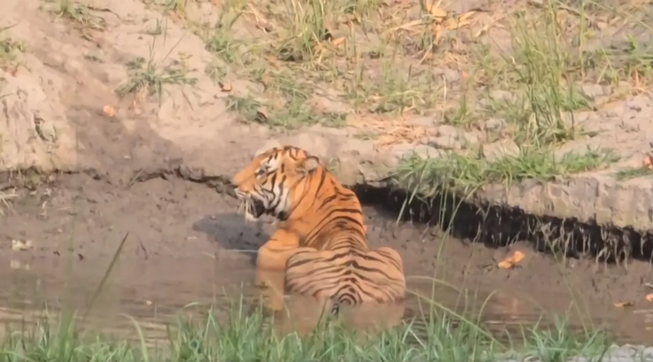 chill tiger 1