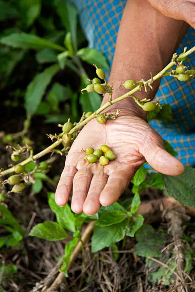 cardamom