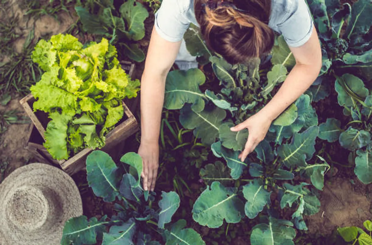 home garden vegetables