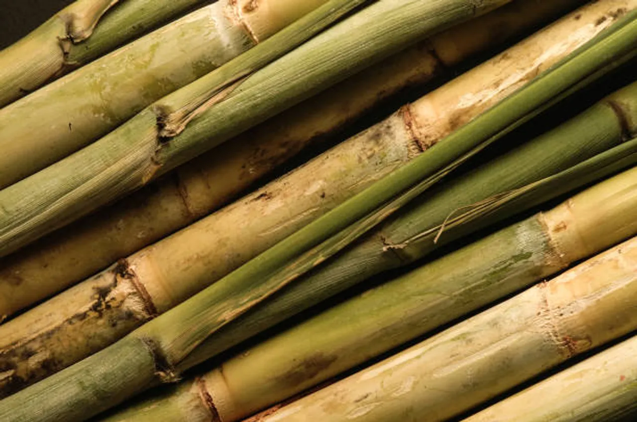 sugarcane