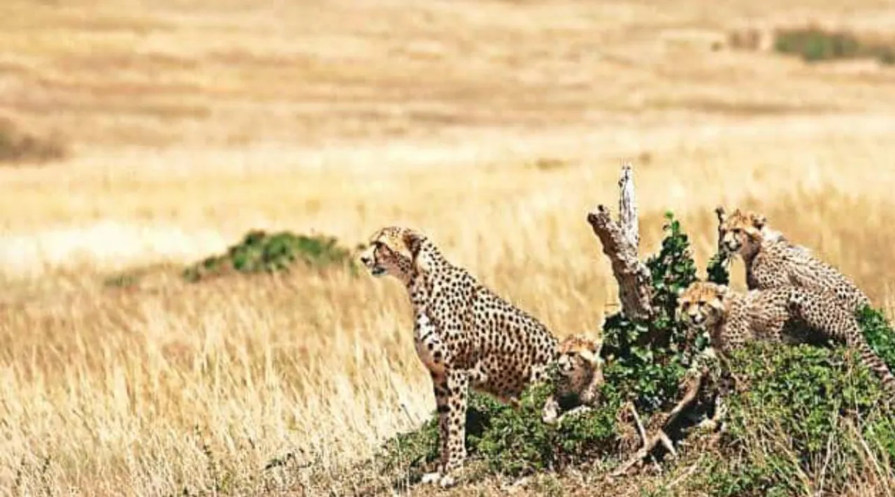 Kuno cheetahs.jpg