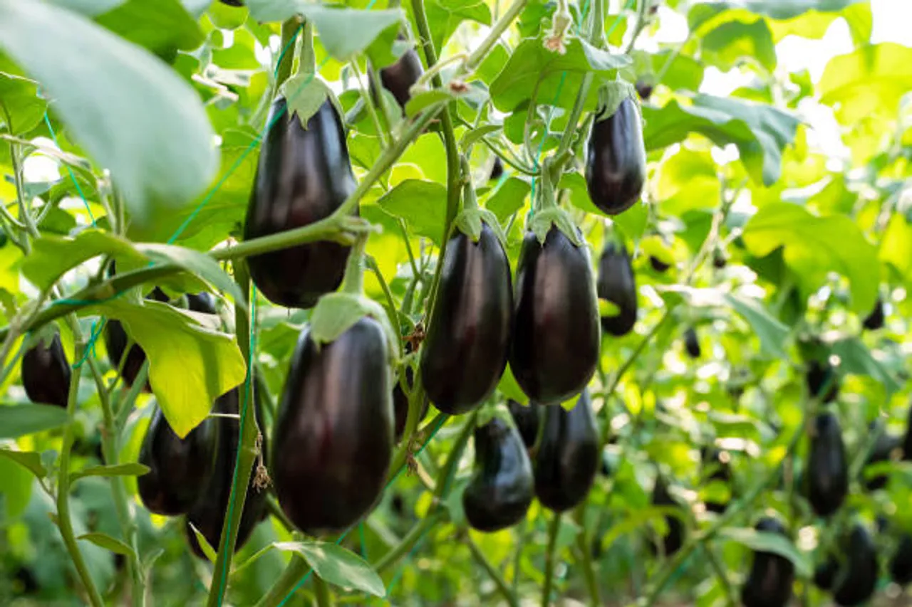 brinjal