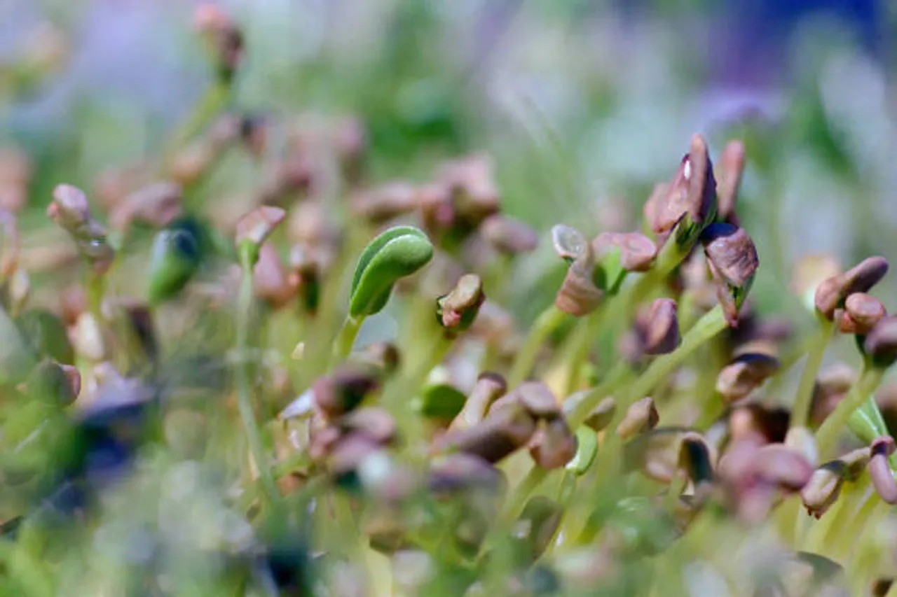 methi sprouts