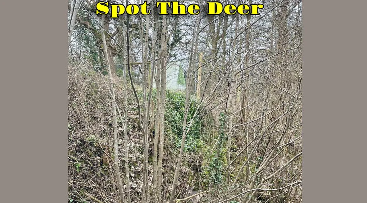 A Deer 1