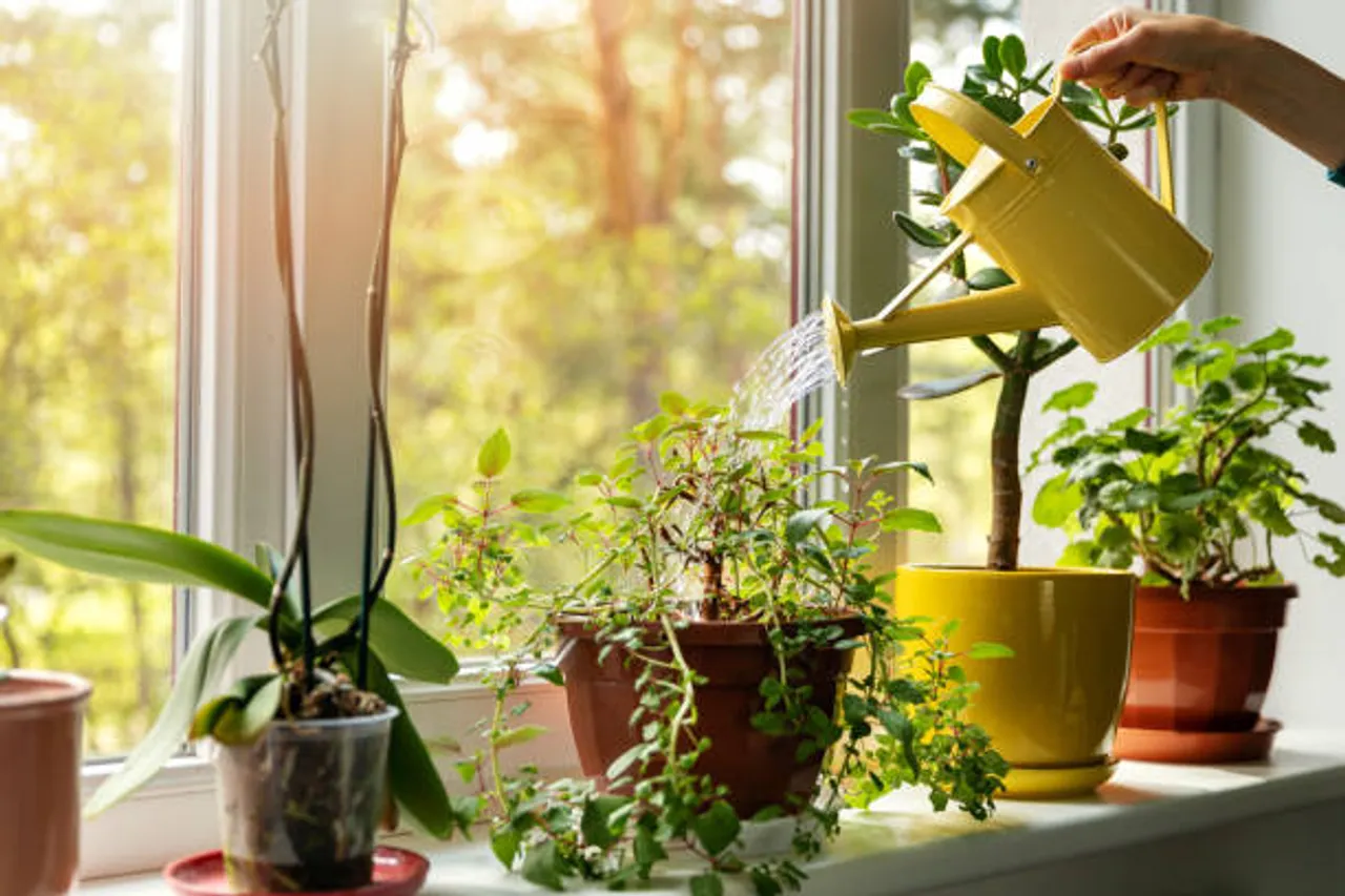 plants