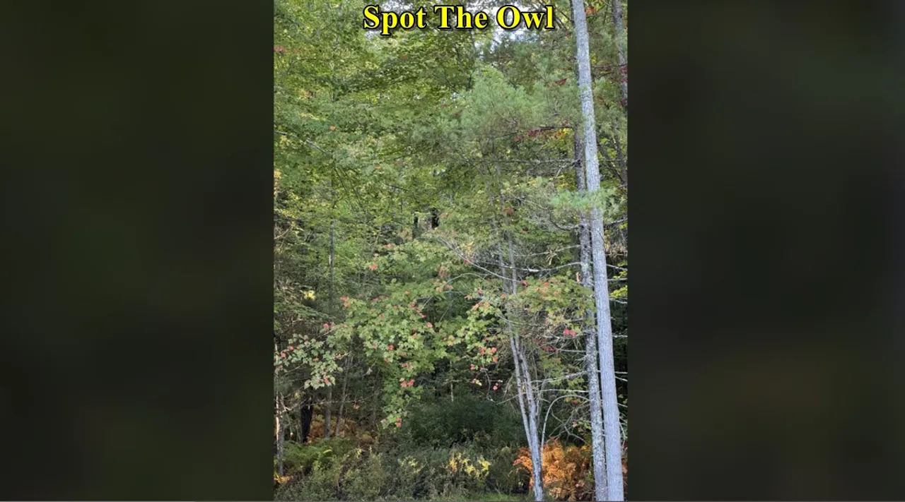 owl where 3