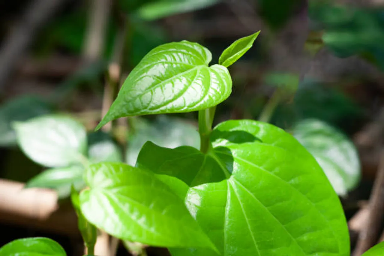 paan leaves