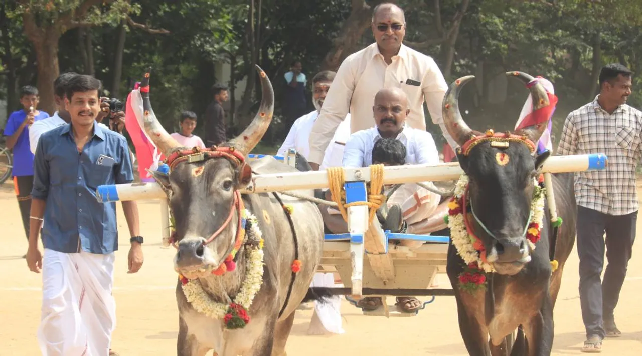 Pongal poli.jpg