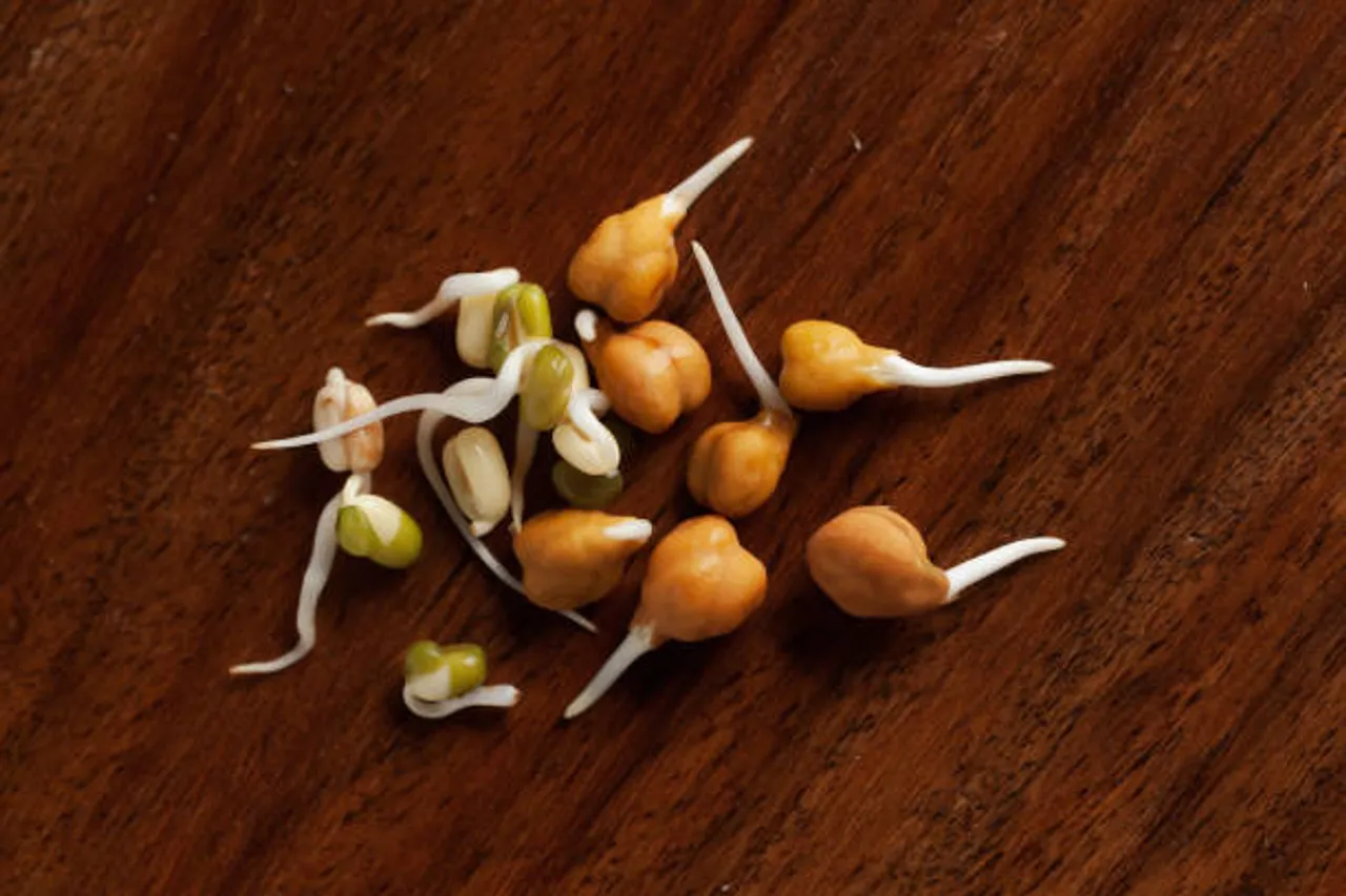 methi sprouts