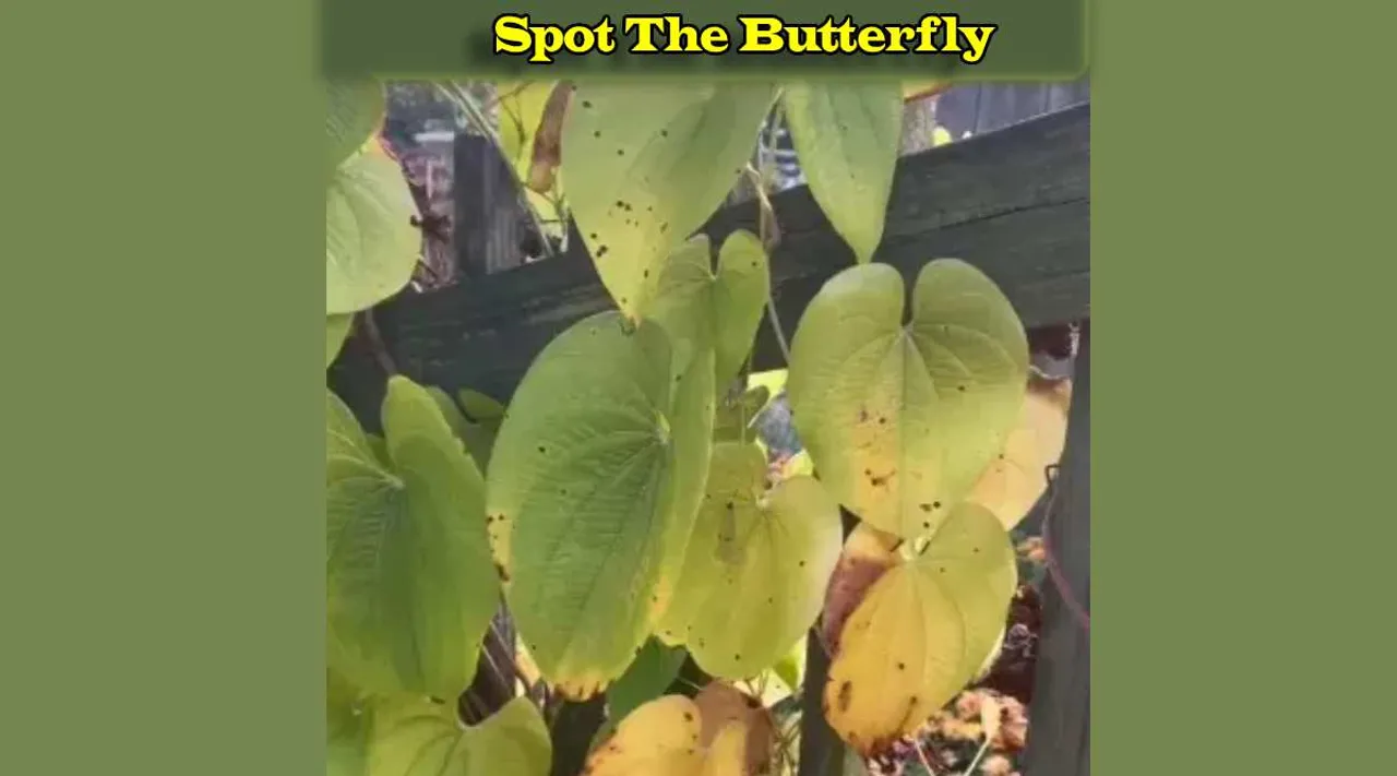 A Butterfly 1 