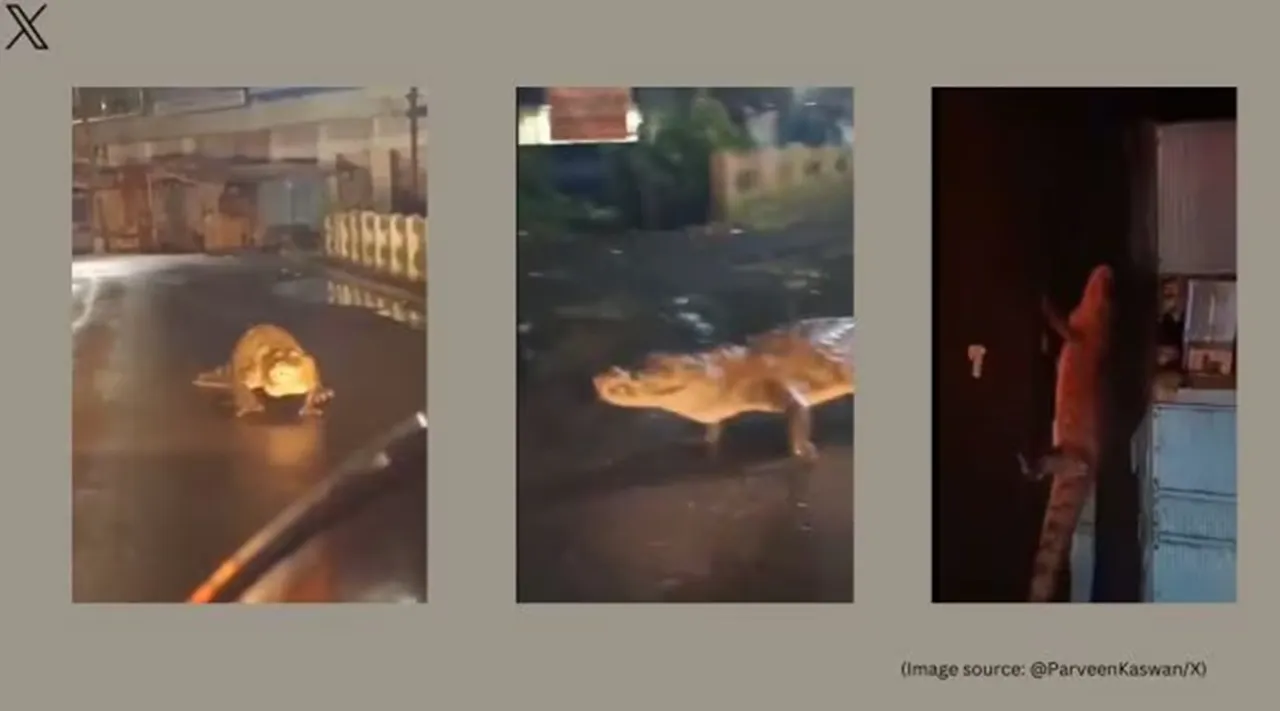 Crocodile 1