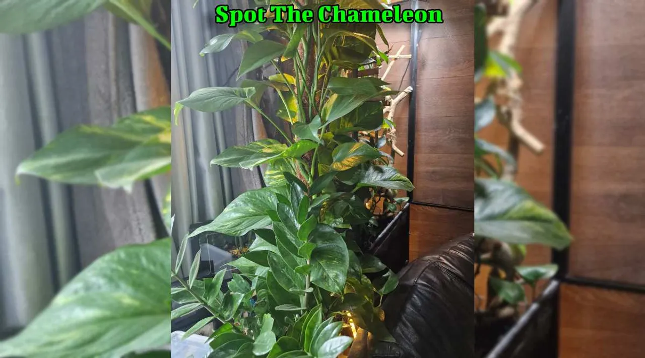 A Chameleon 1