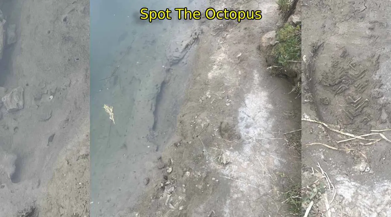 a octopus 1