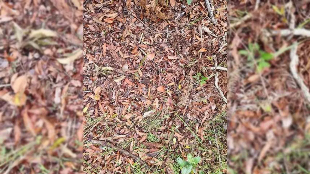 snake 1 