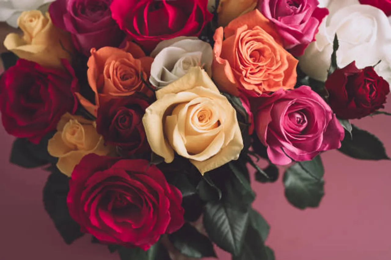 colorful roses
